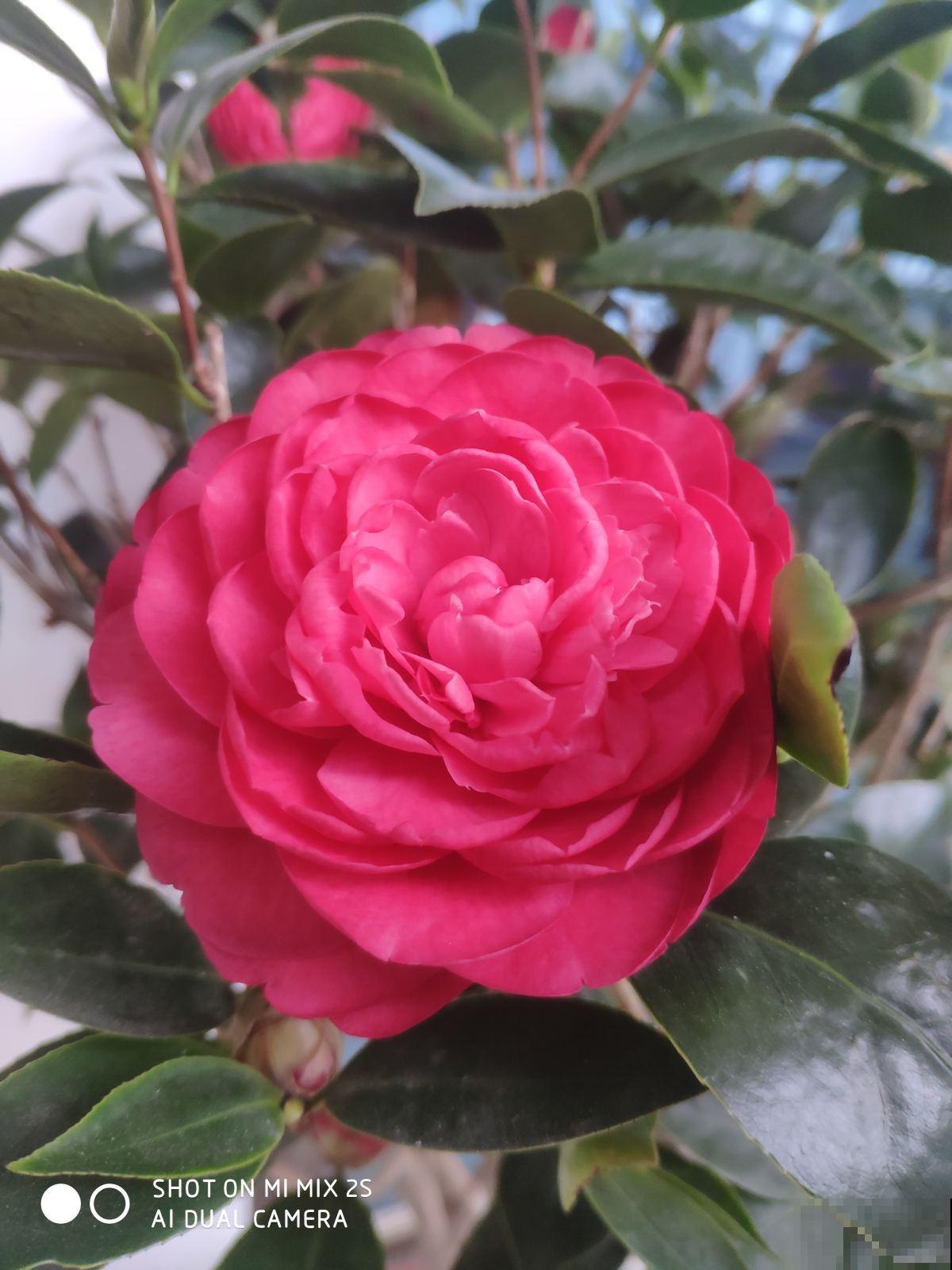 要养茶花,种植时间要选对,花苞才能长得像“鹌鹑蛋” 要养茶花,种植时间要选对,花苞才能长得像“鹌鹑蛋”