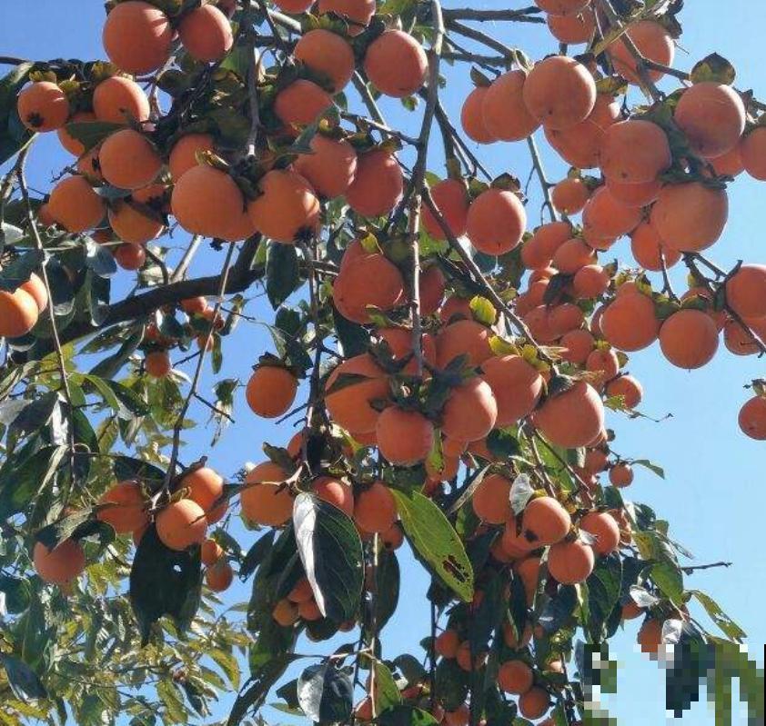 拥有一颗柿子树,满树挂满“小灯笼”,日子红火又吉祥 拥有一颗柿子树,满树挂满“小灯笼”,日子红火又吉祥