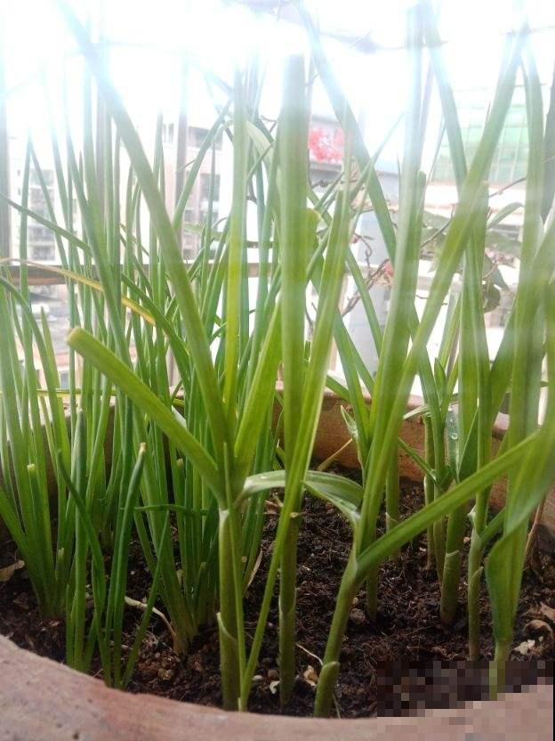 5个菜根头别扔,插土里就能活,一个月就能长成小菜园 5个菜根头别扔,插土里就能活,一个月就能长成小菜园