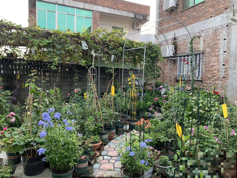 农村没人住的小平房，8万块钱就能买下来，拿来养花正好