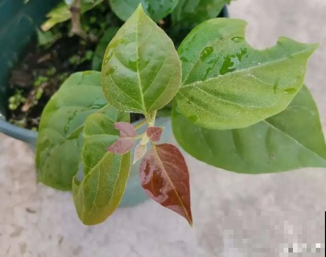 秋天给花补点“猛肥”,嫩芽一茬接一茬,花苞呼呼冒 秋天给花补点“猛肥”,嫩芽一茬接一茬,花苞呼呼冒