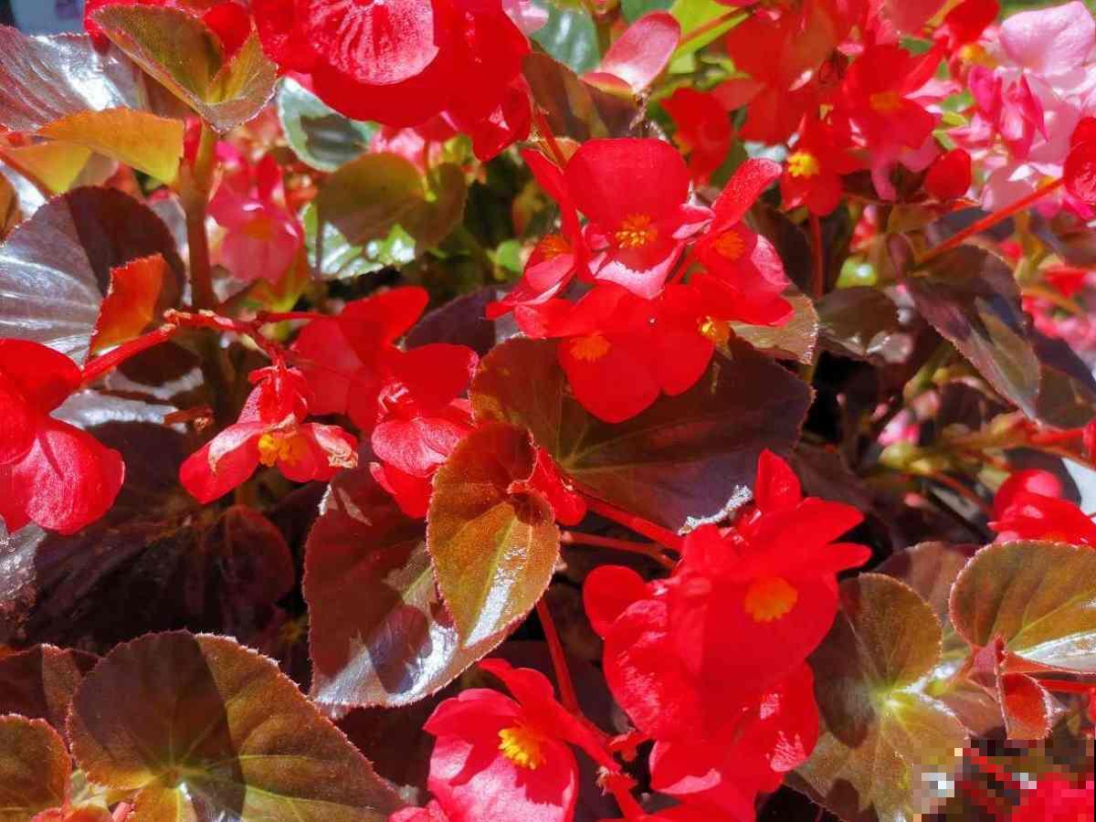 叶片不能喷水的7种植物，一喷水就烂叶子，赶紧停下