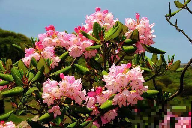 10种有毒花,路边见到要小心,千万别食用 10种有毒花,路边见到要小心,千万别食用