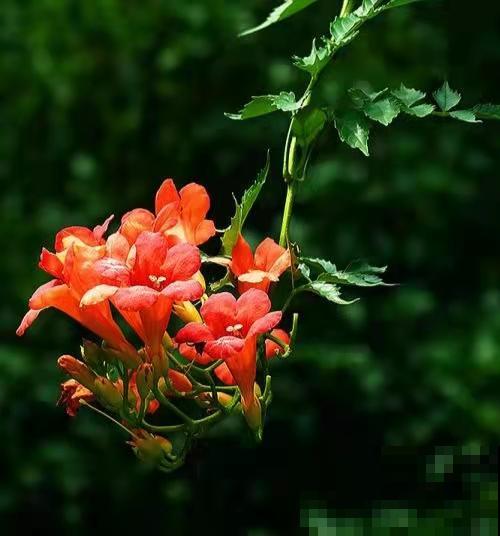 邻居的爬藤花惹了大麻烦，我家屋子成了“危房”，养花一定要慎重