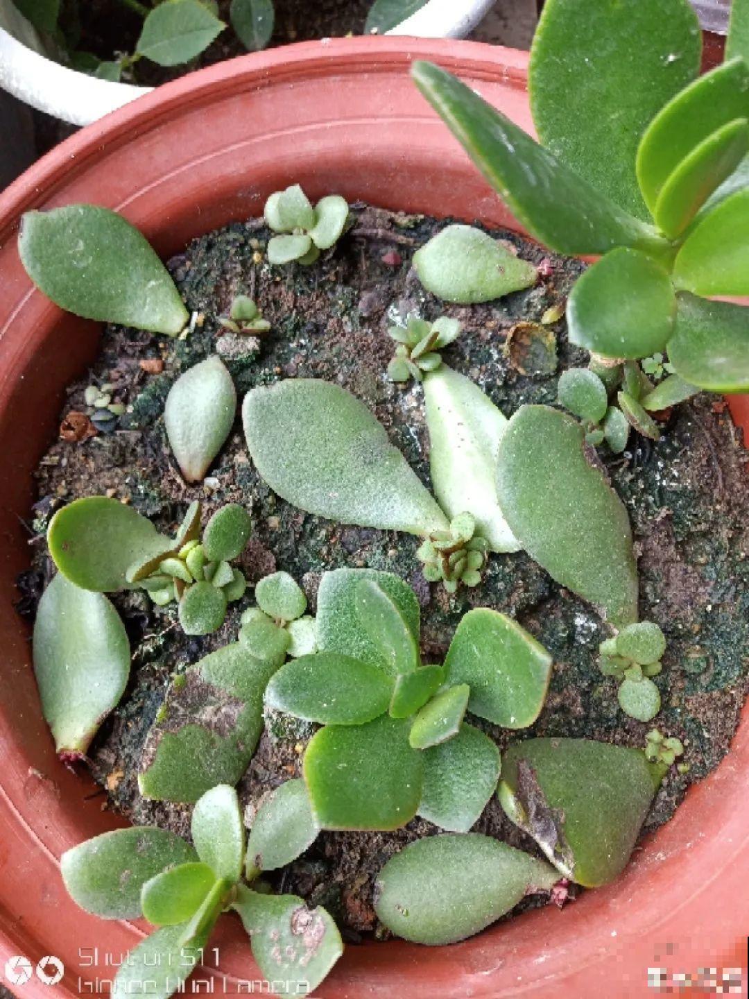 客厅养好树,子孙一直富,8种树养在家,镇宅有安全感 客厅养好树,子孙一直富,8种树养在家,镇宅有安全感