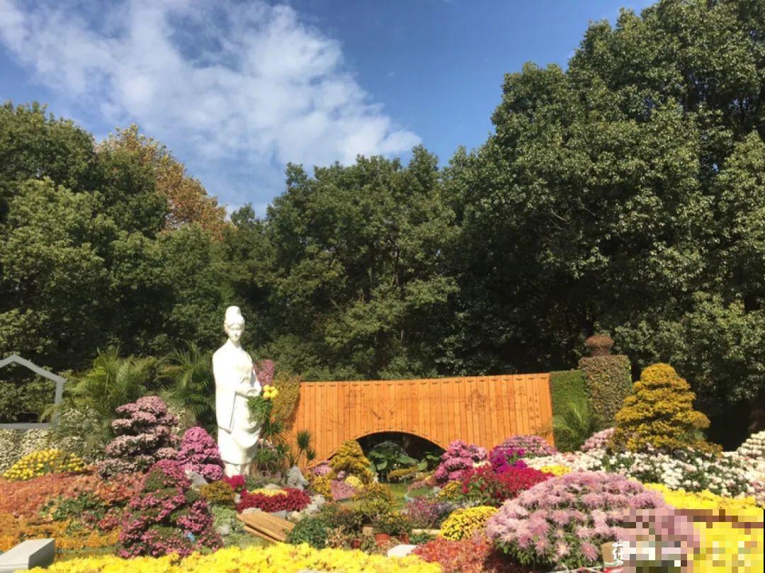 一盆菊花一万二，能开出七个颜色，真是少见