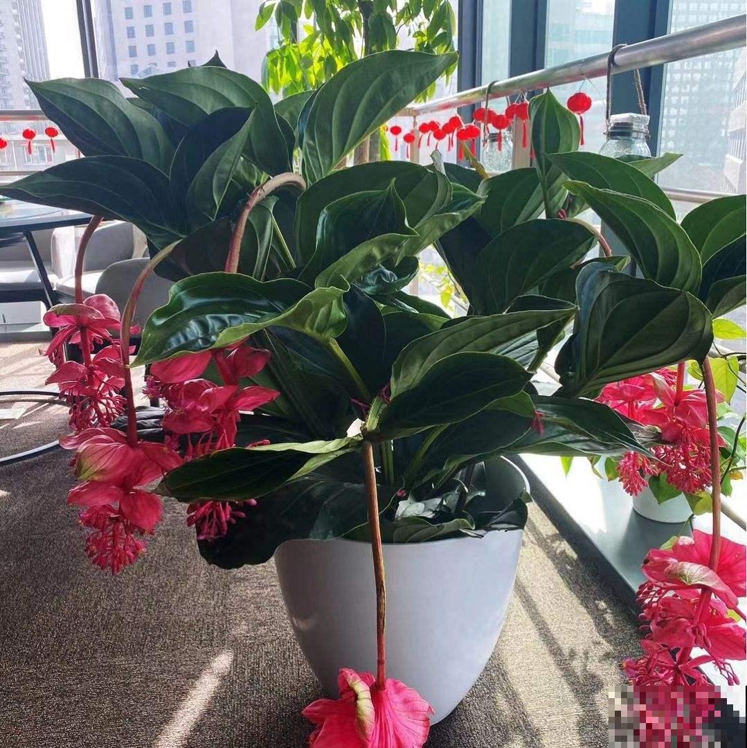 1种花叫“宝莲灯”，优雅大气富丽堂皇，妥妥的“镇店之宝”