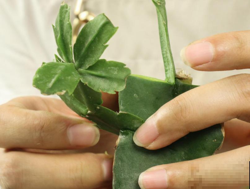 冬天扦插6种花，简单易成活，一盆变多盆