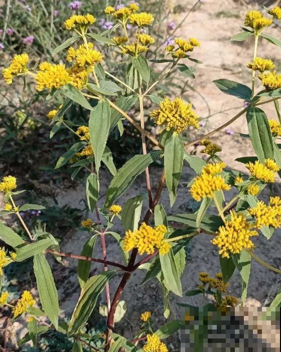 5种花长太快，容易泛滥成灾，千万别随便丢弃