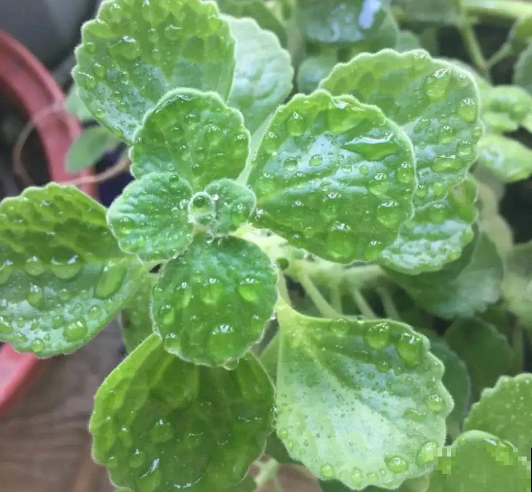 10种花，冬天别喷水，越喷越烂叶，变成光杆特丑