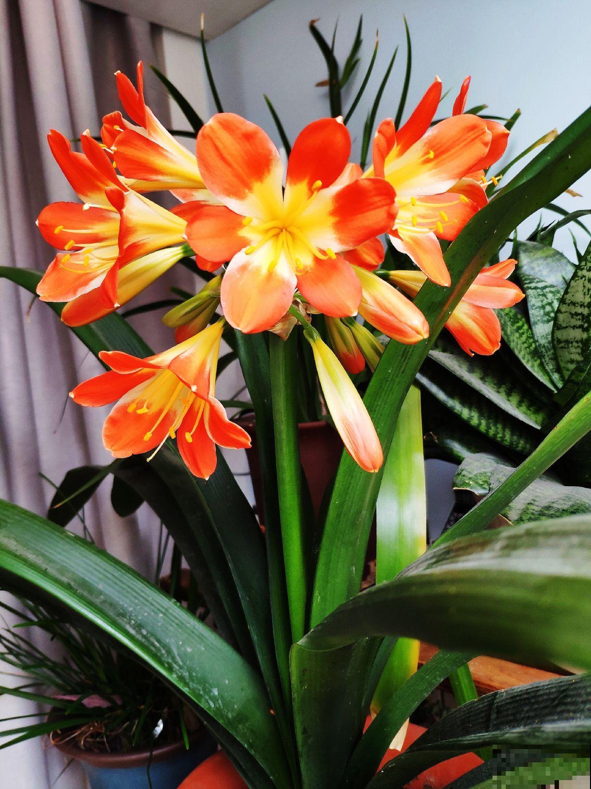 养君子兰记住“4个常做”，叶子油绿直反光，开花爆盆