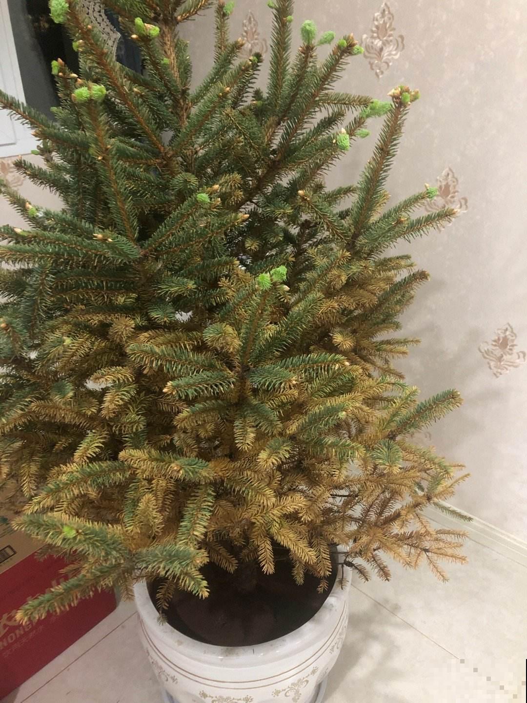 2种植物最适合做“圣诞树”，四季常青，养一盆在家里很合适