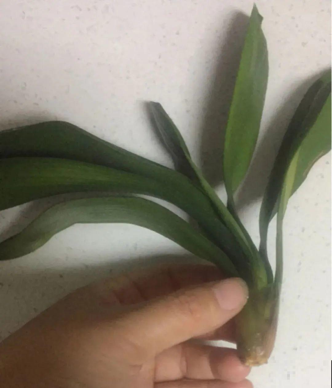 爱“生崽”的花,现在赶紧翻盆,一盆变多盆还能挣钱 爱“生崽”的花,现在赶紧翻盆,一盆变多盆还能挣钱