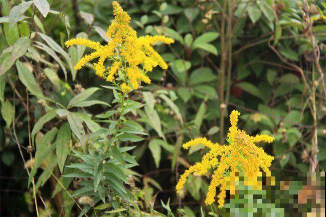 泛滥！加拿大一支黄，简直就是“恶魔之花”