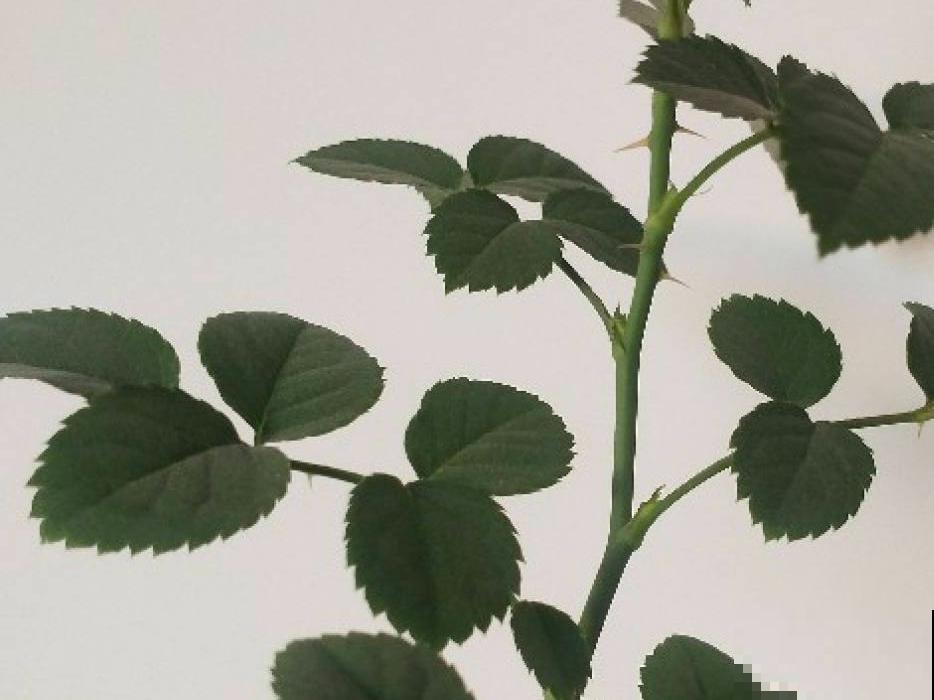 9种花,冬天狠心剪一刀,剪对了明年妥妥爆花 9种花,冬天狠心剪一刀,剪对了明年妥妥爆花