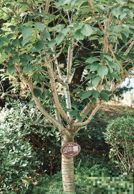 不良商贩真缺德，高价卖假货，不少人都上当