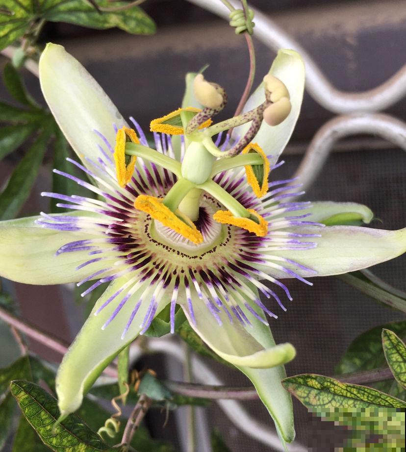 世界上神奇的8种植物，其种1种好似一只猴，令人惊叹