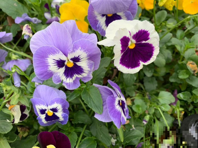 适合秋天养殖的10种花，数数你家有几盆