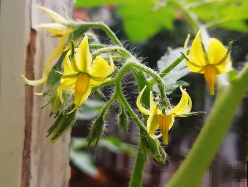 4种常见水果开花,都见过的人还真是不多,你见过几种? 4种常见水果开花,都见过的人还真是不多,你见过几种?