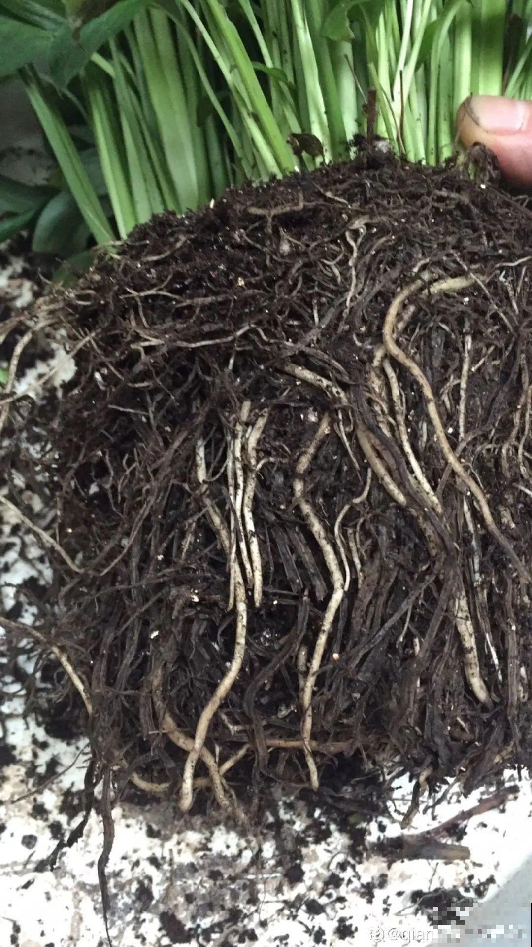 爱“生崽”的花,现在赶紧翻盆,一盆变多盆还能挣钱 爱“生崽”的花,现在赶紧翻盆,一盆变多盆还能挣钱