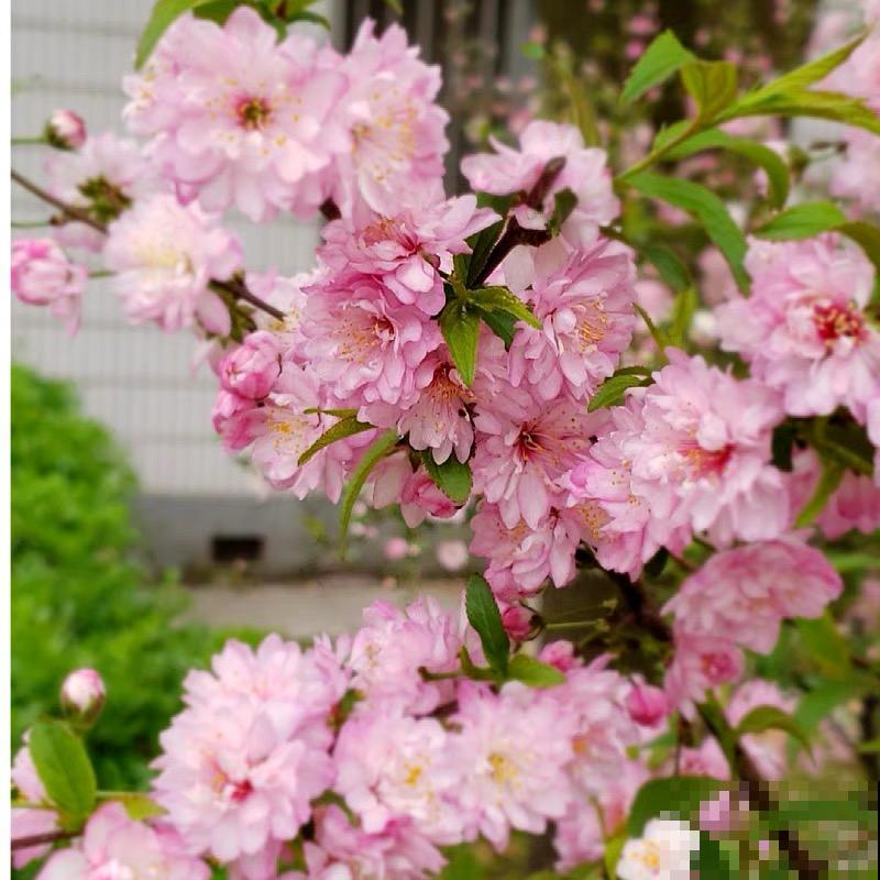 2米高的开花树，-30℃冻不死，大东北的院子都能养