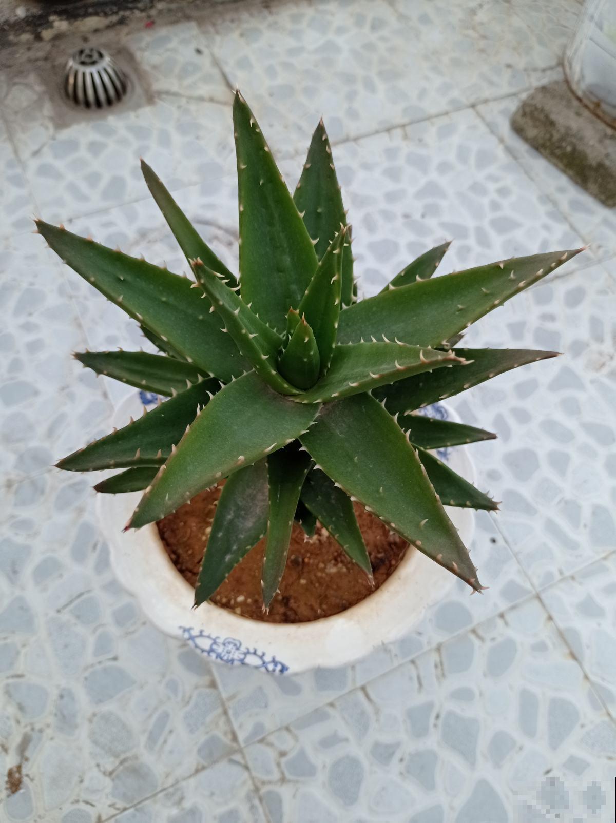 冬天来了,这6种花少浇水,越干燥才长得越好 冬天来了,这6种花少浇水,越干燥才长得越好