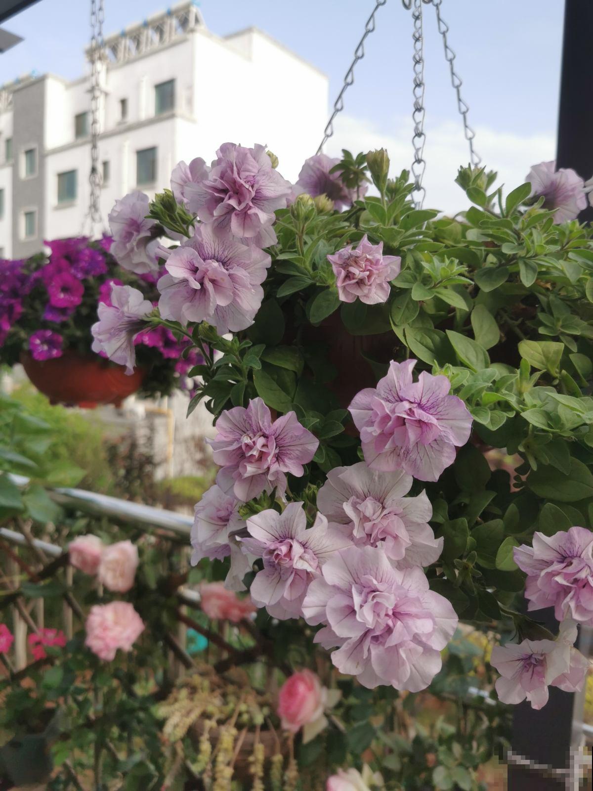 “一次性”的花，难怪怎么养都不再开花，开完就赶紧扔掉