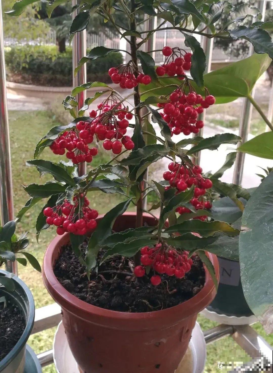 6种植物挂满果子,喜庆热闹,半年都不掉 6种植物挂满果子,喜庆热闹,半年都不掉