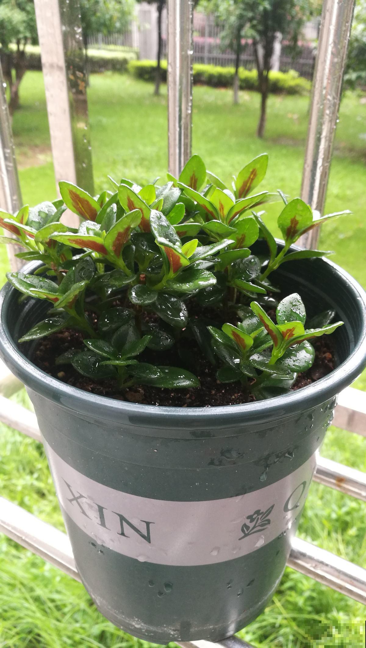 1种吊兰，长得像金鱼，养护只需5个步骤