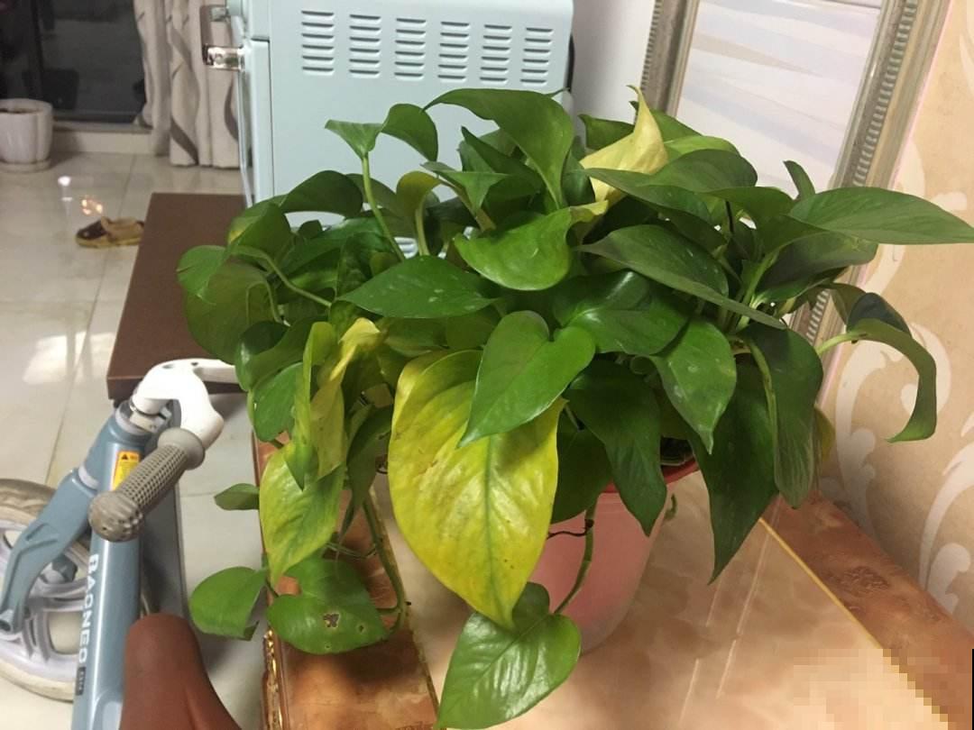 植物叶片发黄落叶，缺水只是原因之一，要懂得变通