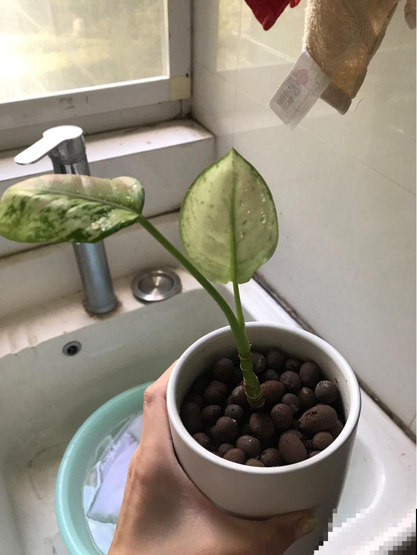 12月养一盆“吉利红”,送亲戚送长辈很合适,还有红红火火好兆头 12月养一盆“吉利红”,送亲戚送长辈很合适,还有红红火火好兆头