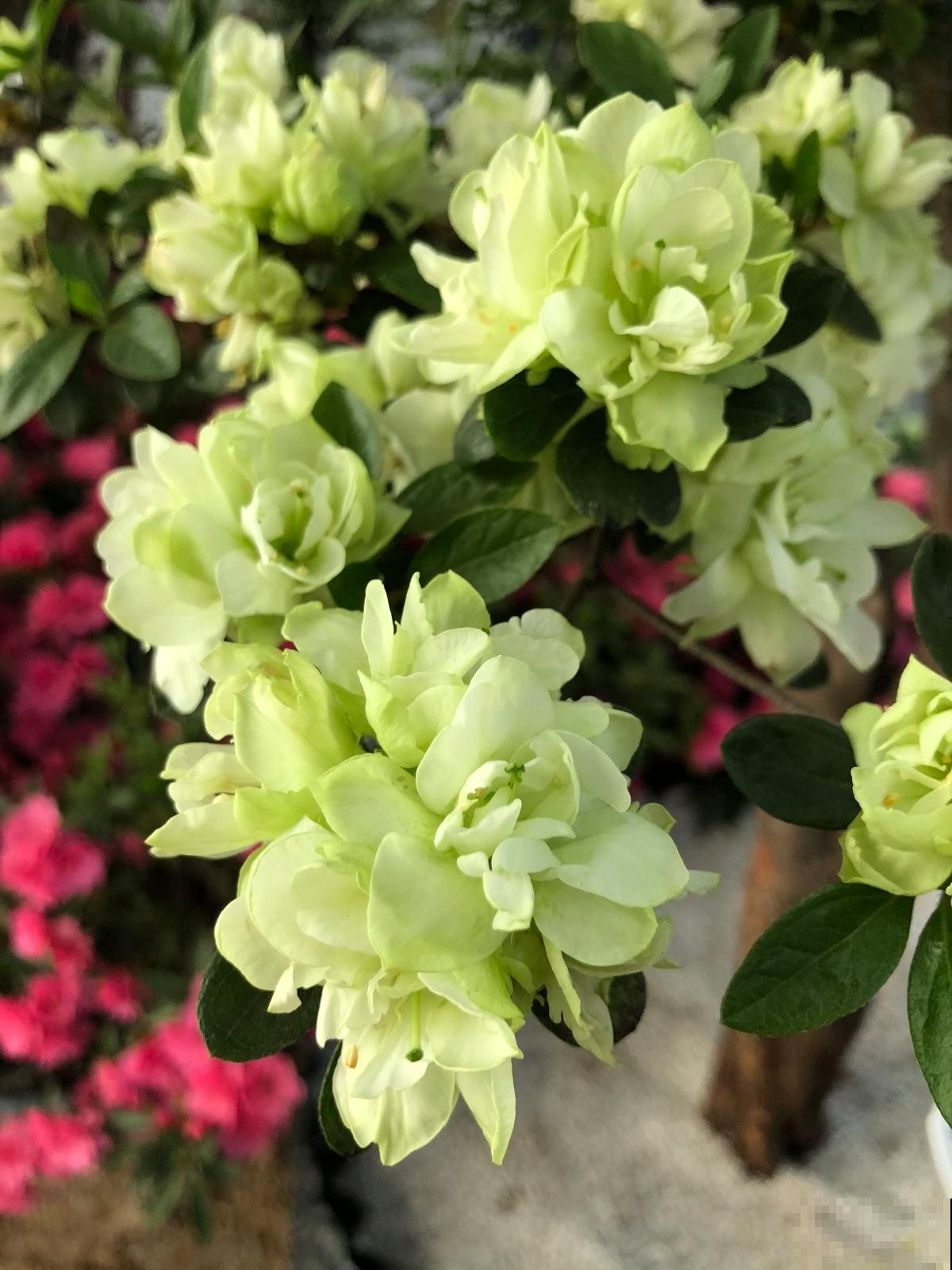 记住杜鹃花的“三喜三忌”，学会了，新手也能养爆盆