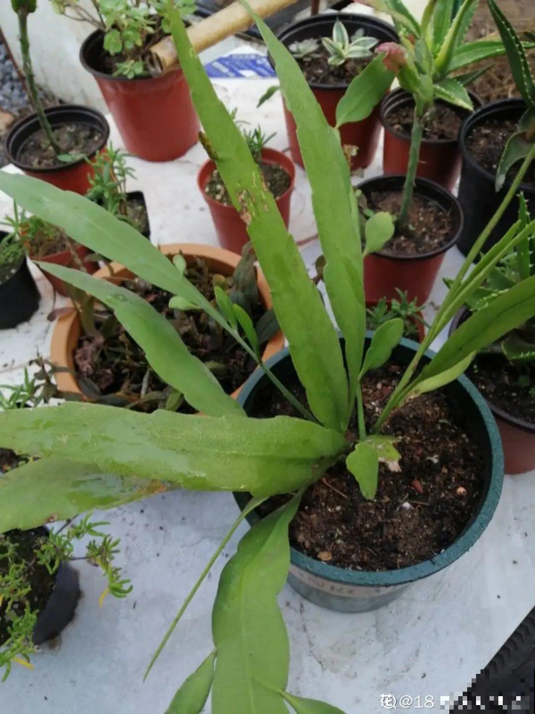 1种花就爱夜里开，养好能开上百朵花，满屋清香真过瘾