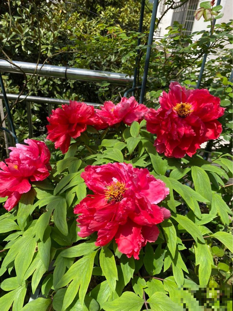 8种花必须大盆养，小盆会憋死，赶快拿小本本记下