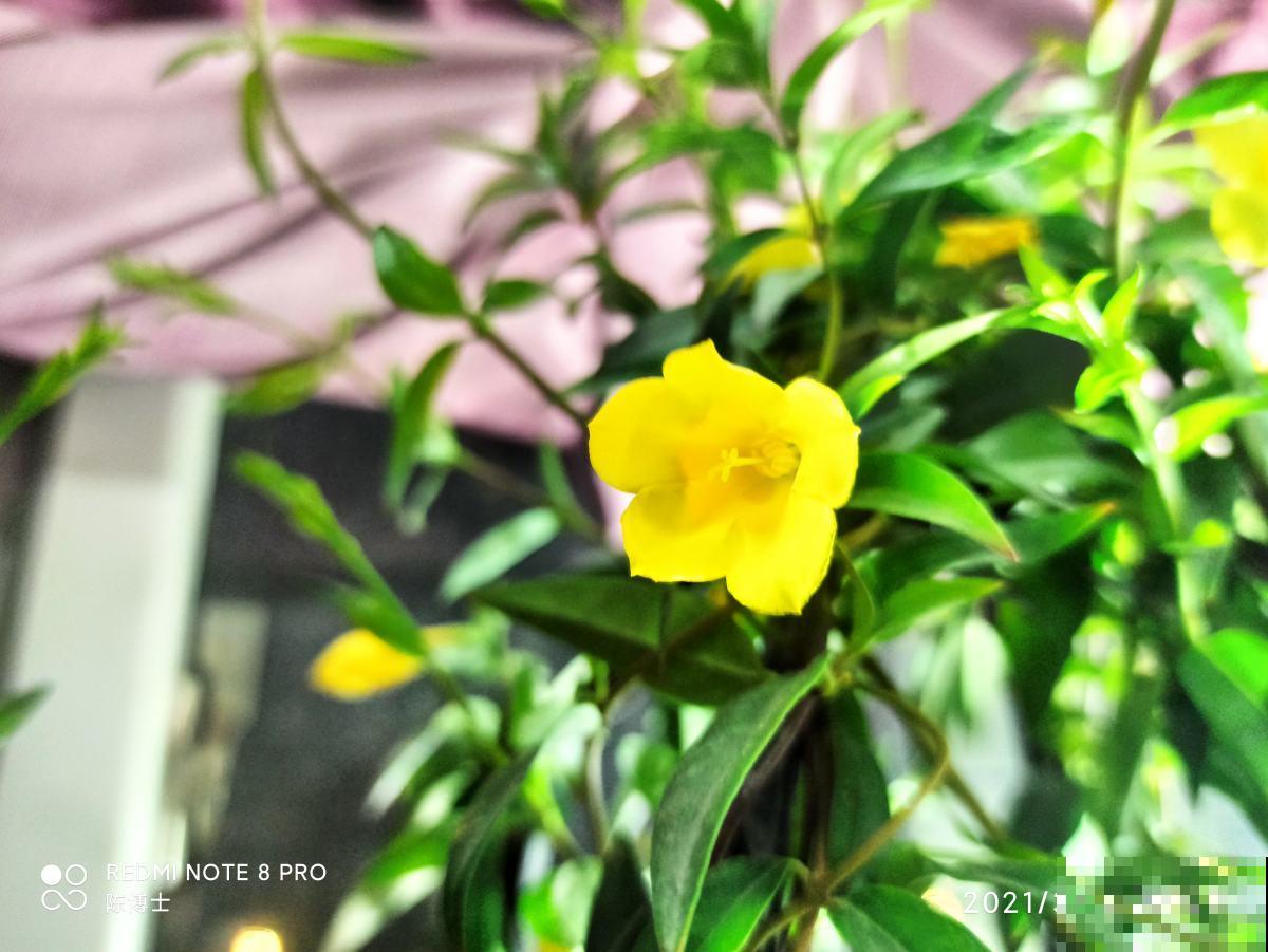 1种花，开花多，味道香，媲美月季