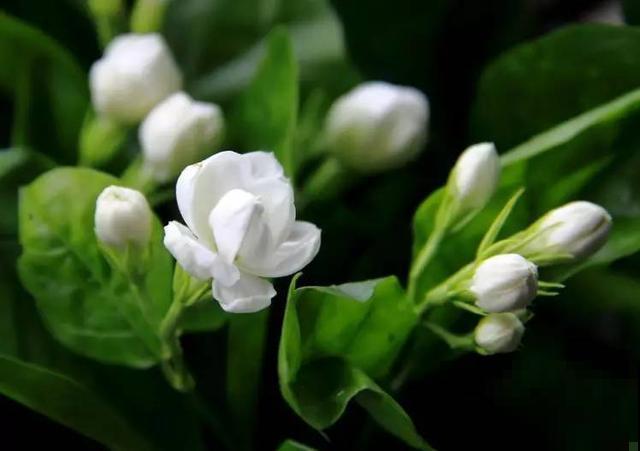 4种花选对扦插方法，3天就生根，冬天也能爆开花