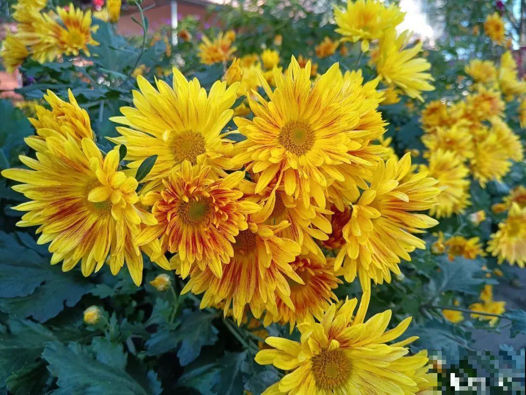 冬天扦插6种花，简单易成活，一盆变多盆