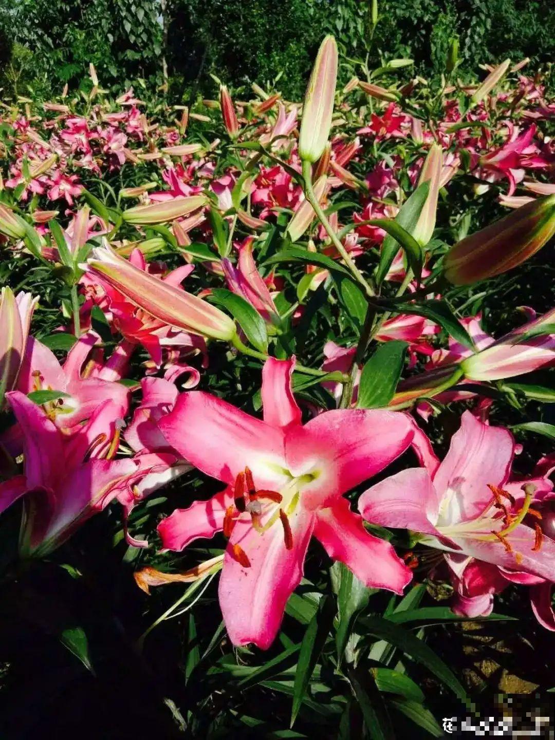 超好养的花，土里埋个“球”，俩月开出比脸大的花，满屋飘香