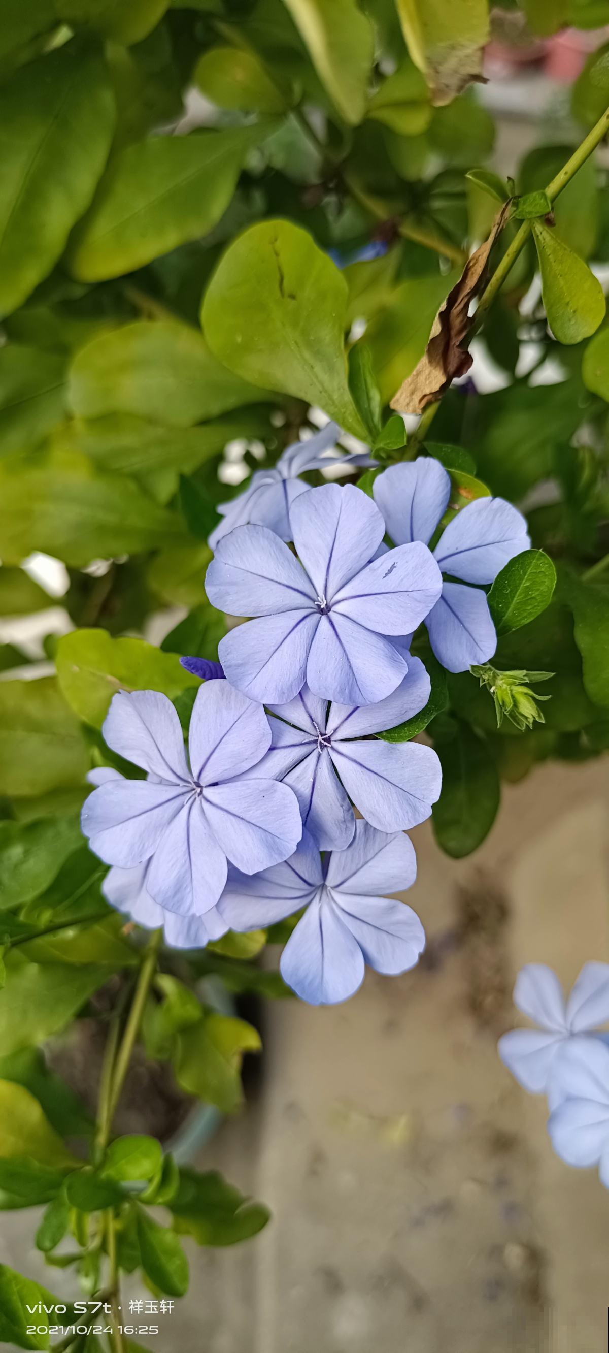 植物有这4个现象，千万别买回家，白花钱还养不活