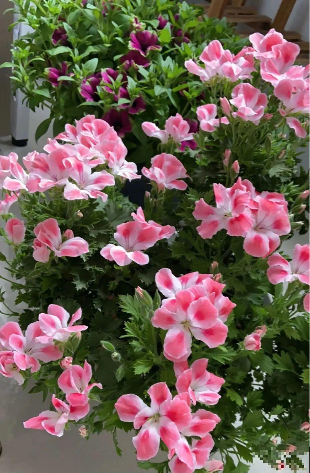 10种花得穷养，盆越小、水越少，越长得旺