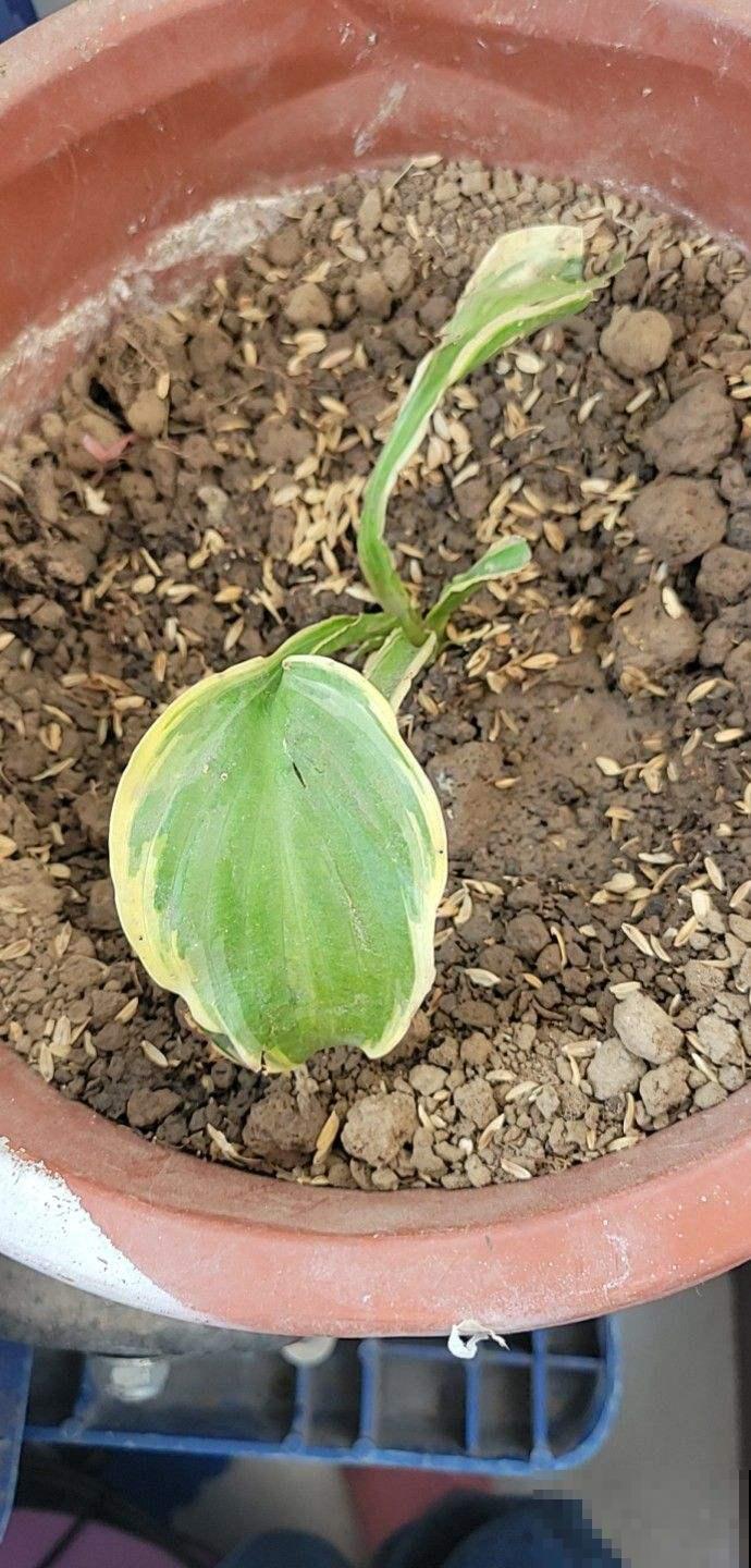 玉簪耐阴耐寒,零下20度冻不死,冬天养很合适 玉簪耐阴耐寒,零下20度冻不死,冬天养很合适