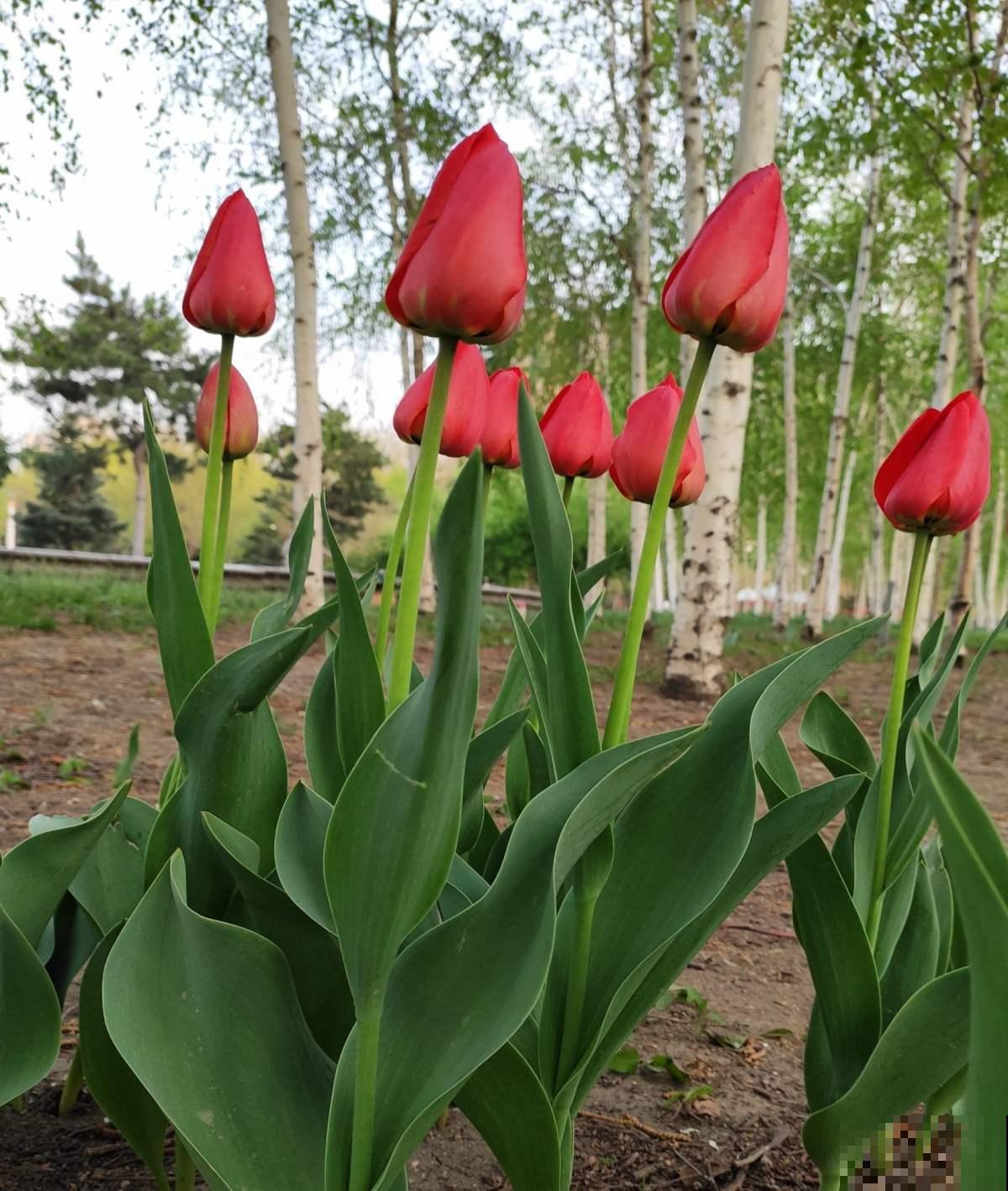 土里埋个“大杏仁”,冬天冻一冻,明年春天花开满园 土里埋个“大杏仁”,冬天冻一冻,明年春天花开满园