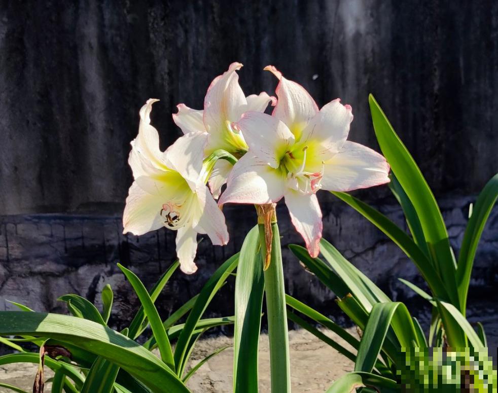 养花太勤快也是错？4种花浇水就得死，一定尽早收手