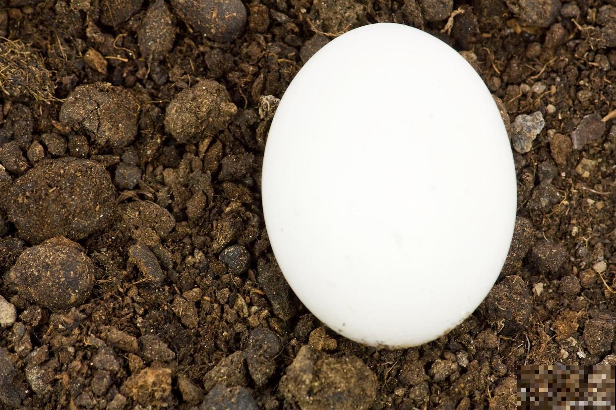 氮肥对植物的作用