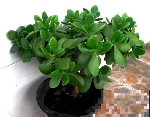 3种花堪称“传家宝”，养得时间越长，就越值钱