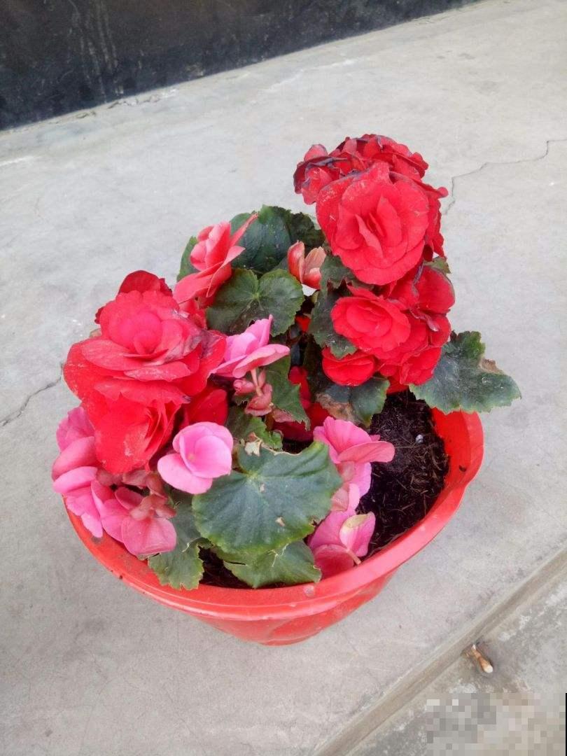 家里采光不好,就养5种“耐阴花”,不用晒太阳也能开爆盆 家里采光不好,就养5种“耐阴花”,不用晒太阳也能开爆盆