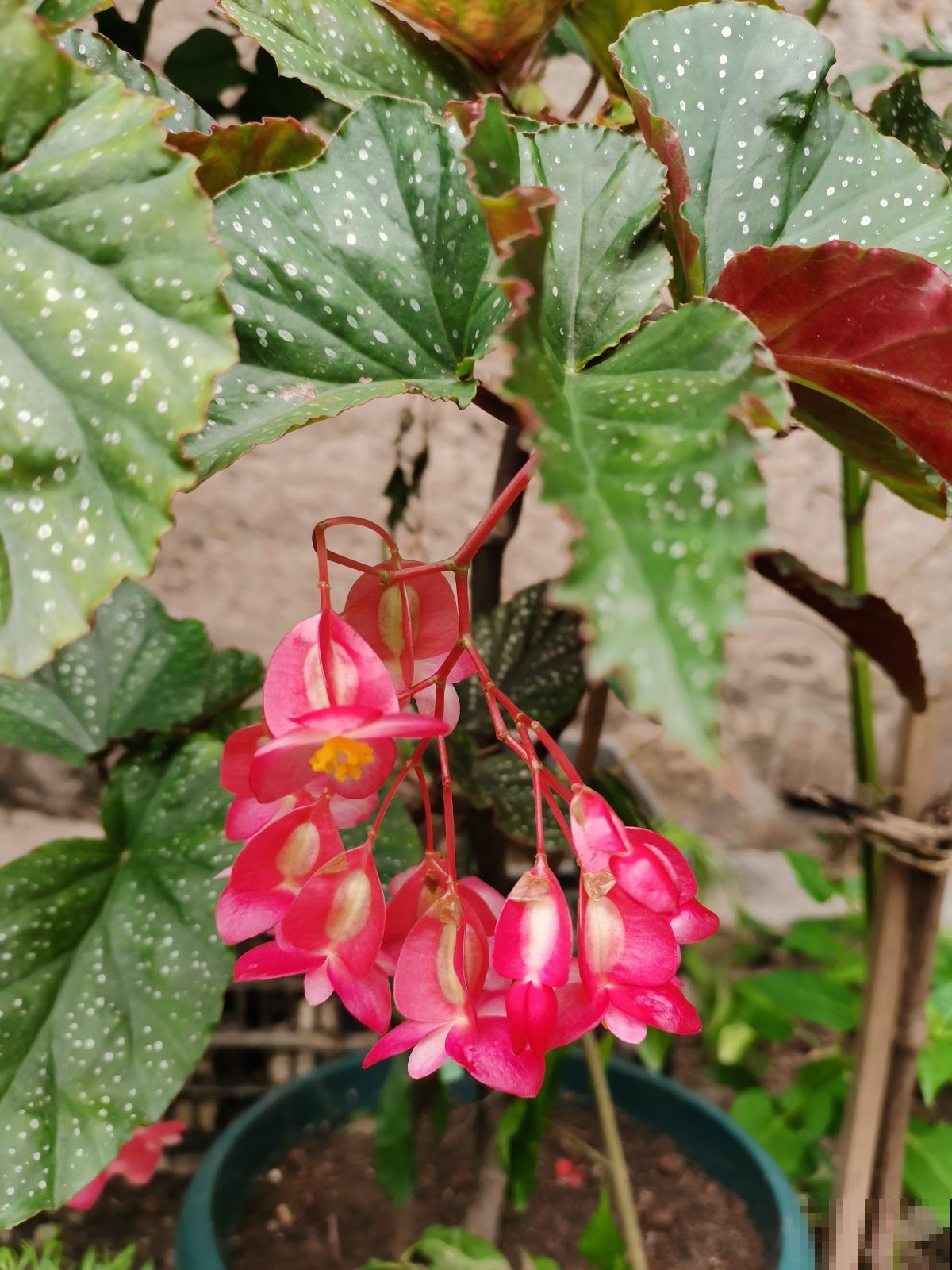 老教师爱养的7种花，书香气飘满屋，文化底蕴十足