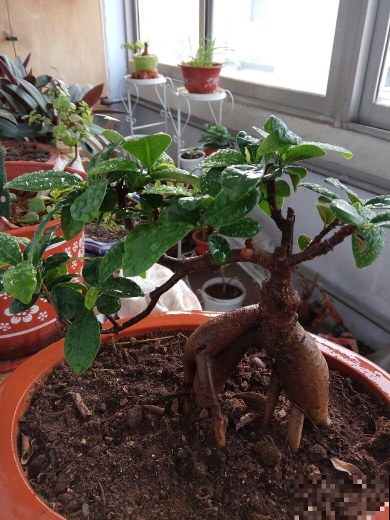 5大“养花精英”教你如何养花，笑死人不偿命系列，直呼“哇塞”