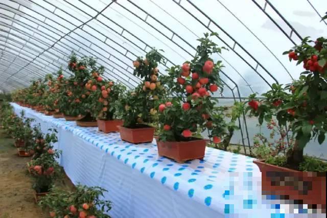 家里养8种“守家树”，红红火火特别旺运，镇宅好福气