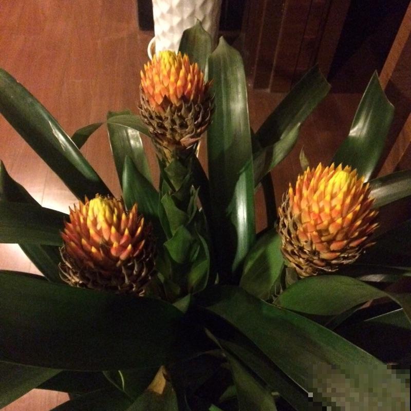 15种“阴性”花，家里没光适合养，光太强反而长不好